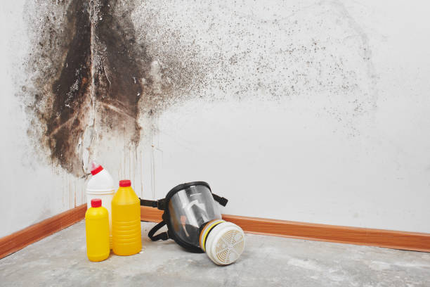 Best Mold Removal and Inspection  in Waianae, HI