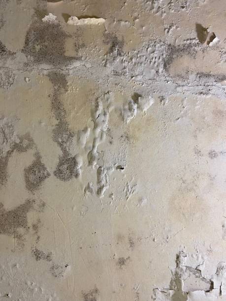 Best Fast Mold Removal  in Waianae, HI