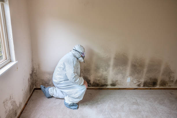 Best Mold Removal Process  in Waianae, HI