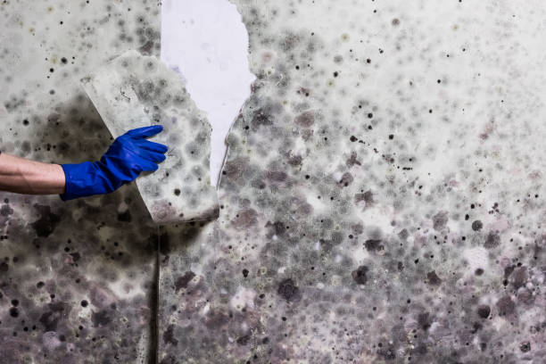 Best Affordable Mold Removal  in Waianae, HI