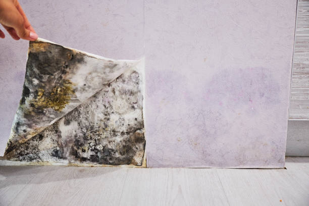 Certified Mold Removal in Waianae, HI